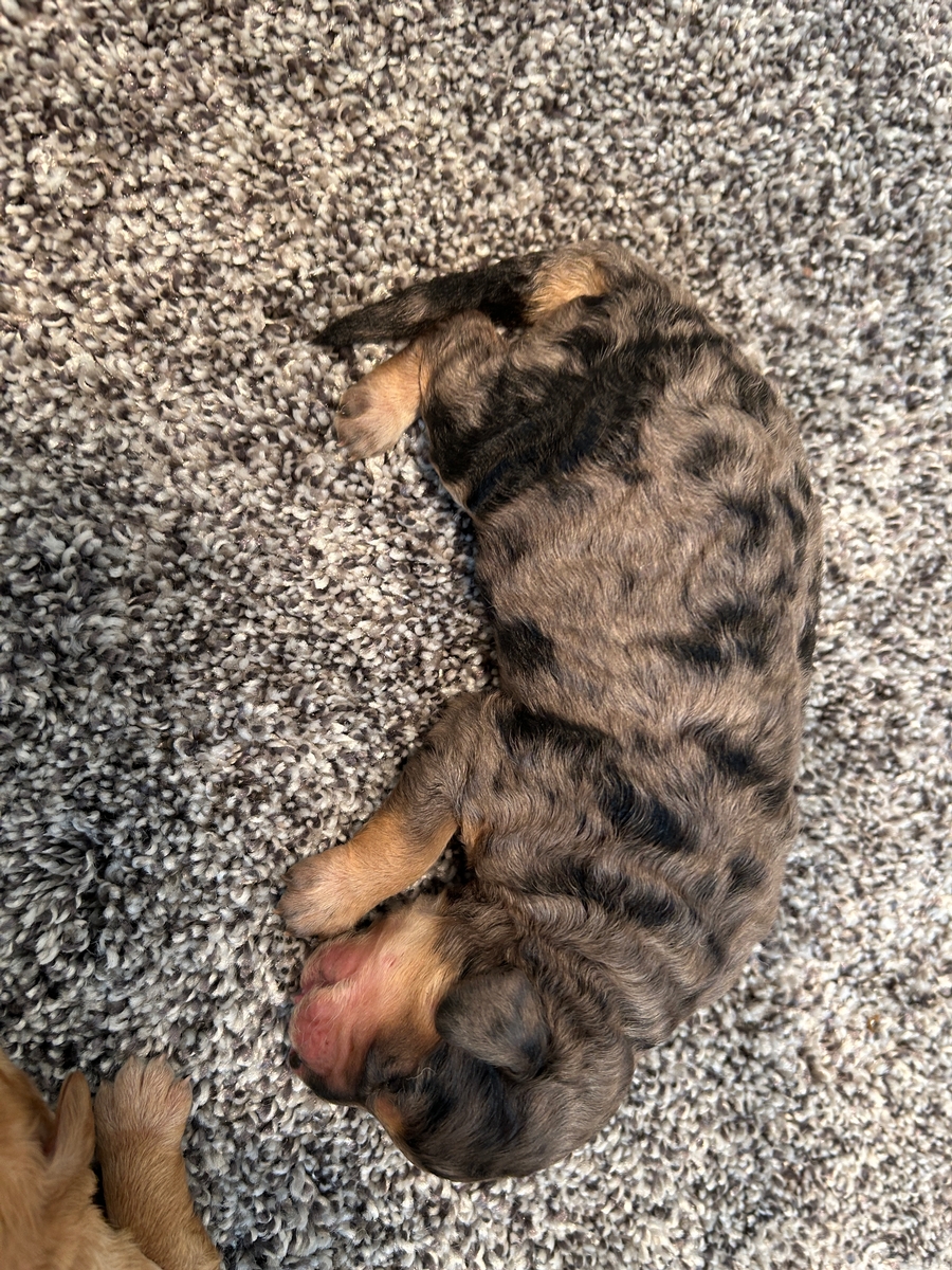 Miniature Golden Doodles for Sale in Iowa Born April 26th 2026 